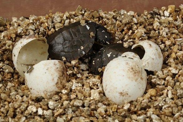 Tiny hatchlings giving hope to endangered species