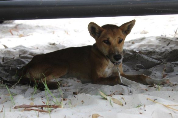 The young female wongari, as the wild dingoes are known by the  Butchulla people, before the lure was removed.