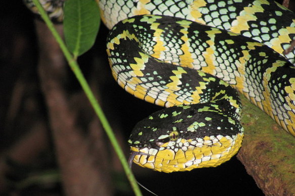 The venom of the Malaysian temple pit viper has been found to react with a peptide in humans related to nicotine addiction. The trait was discovered using a new technique developed by researchers at UQ's Venom Evolution Lab.