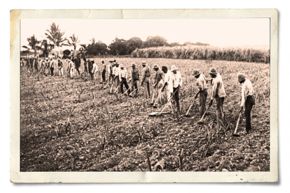 South Sea Islander labourers hoeing a field, Herbert River, Queensland, c. 1902. 
