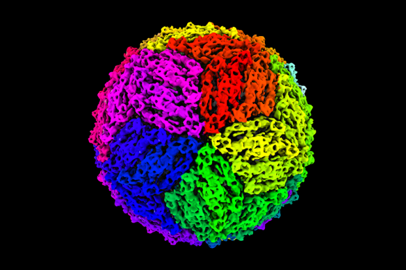 A 3D model of the modified Binjari virus developed by UQ and QIMR Berghofer researchers.