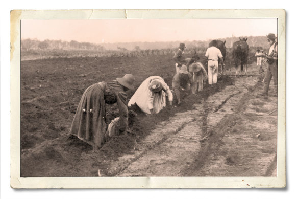 South Sea Islander women planting sugar cane by hand at Bingera, Queensland, about 1897.