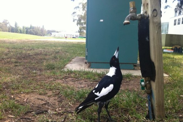 A heat-stressed Canberra magpie tries to catch a drink from a dripping tap.