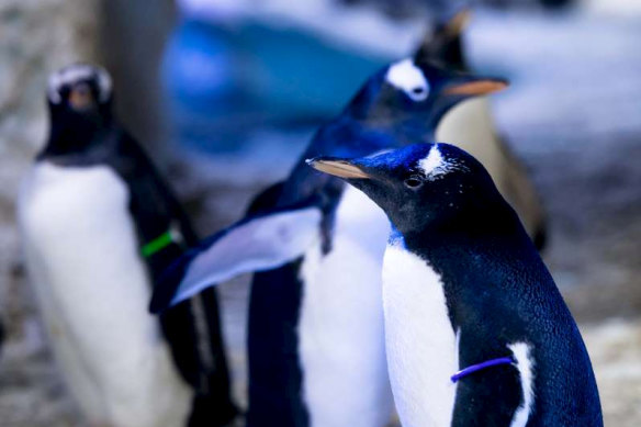 A same-sex penguin couple is raising a "genderless" chick (pictured with a gender-neutral purple tag) at the London Aquarium,