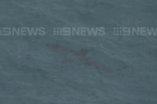 Shark attack image looper