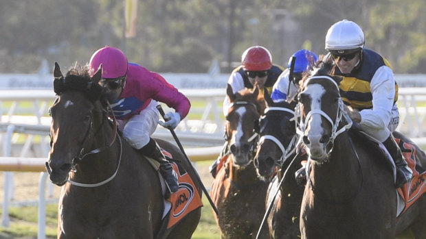 Clear air: Archedemus holds off perennial runner-up Tom Melbourne in the Hawkesbury Cup.