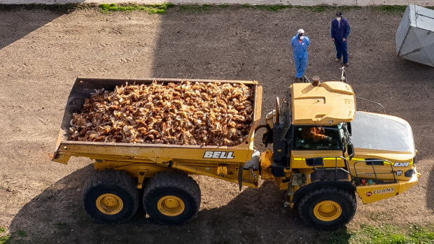 The Victorian Farmers Federation says 2 million chickens have been destroyed since the bird flu outbreak in May.