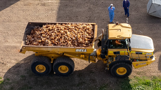 The slaughter of 400,000 chickens is under way as Victoria tries to curb the latest avian flu outbreak.