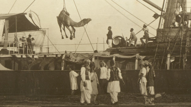 A camel is unloaded in Port Augusta in the last decade of the 19th century.