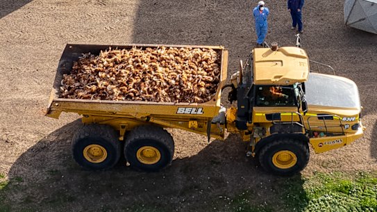 About 400,000 chickens are being slaughtered in an effort to curb the latest avian flu outbreak.