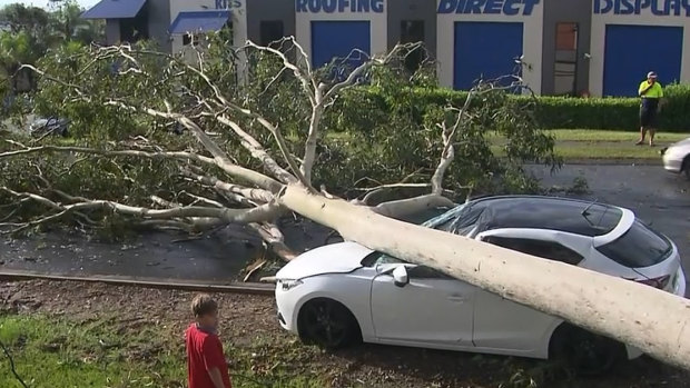A fallen tree on the Gold Coast on Monday.