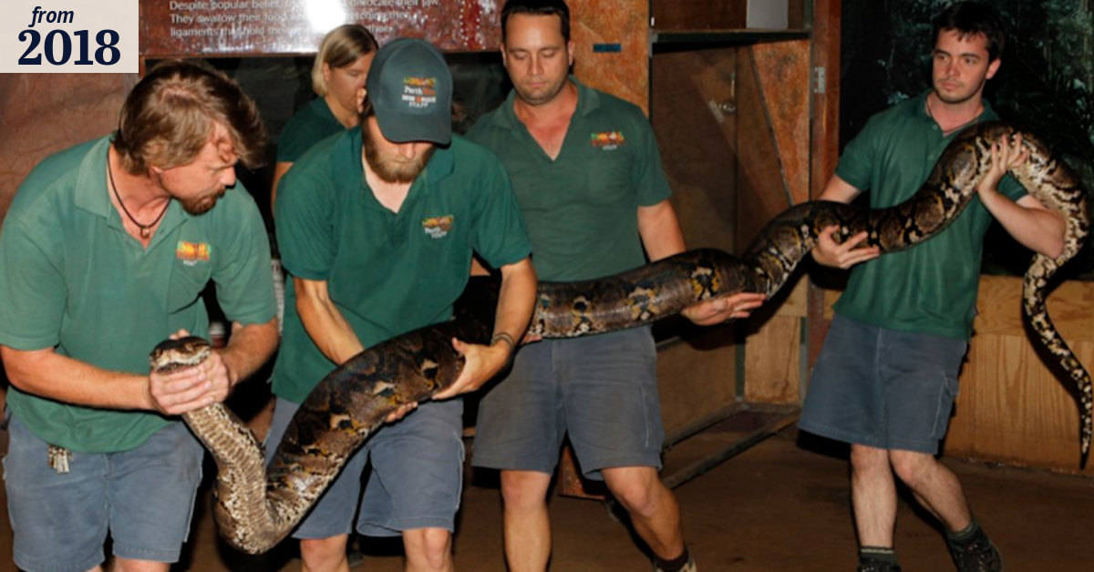 Perth Zoo bids farewell to resident reticulated python Cuddles