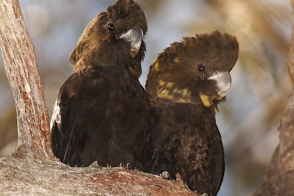 Much of the glossy black cockatoo's range has been burnt out.