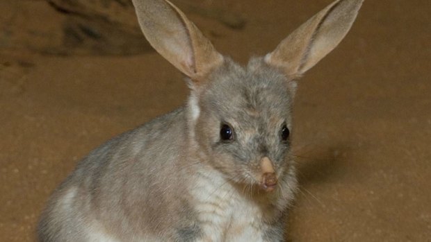 In the wild there are about 600 bilbies around Charleville in poor seasons.