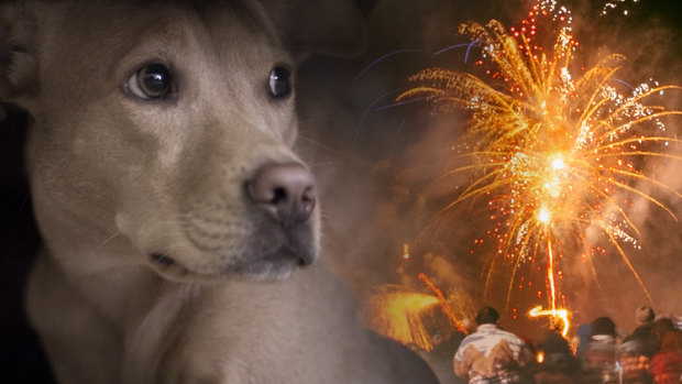 Pet owners are urged to observe their pets tonight. 