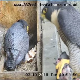 The falcon parent sits on the eggs for an average of 33 days, before they hatch in the order the were laid.