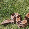 'Looking for a feed': Boa constrictor 'at large' in Sydney suburb