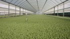Withcott Seedlings has more than 22 ha of igloo and shade netting nursery space.