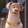 PB the pig (voiced by Vanessa Bayer), Krypto (Dwayne Johnson), Chip (Diego Luna) and Ace (Kevin Hart) are appealing bunch in DC League of Super-Pets.