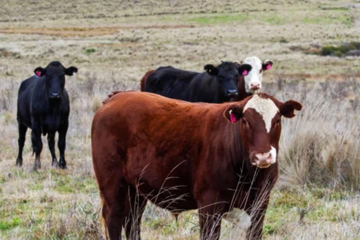 Riamukka is considered a first-class breeding and fattening property.