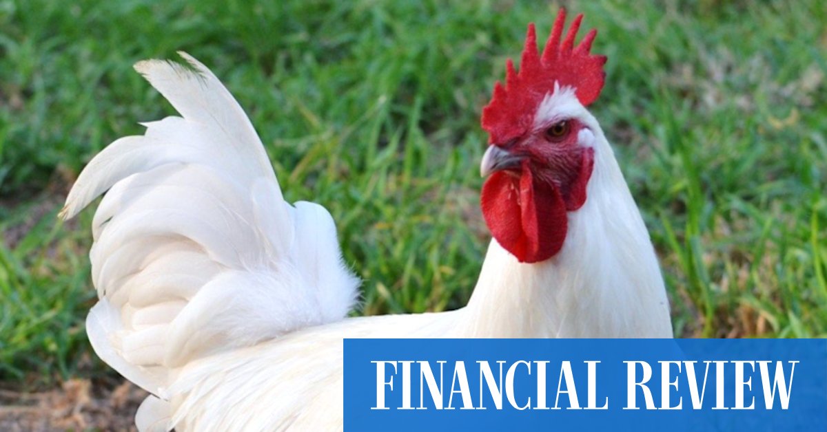 How Bresse, the 'best-tasting chicken in the world', came to Australia - Vimarsana News
