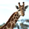 Werribee Zoo mourns loss of 'gentle giant' Thembi the giraffe