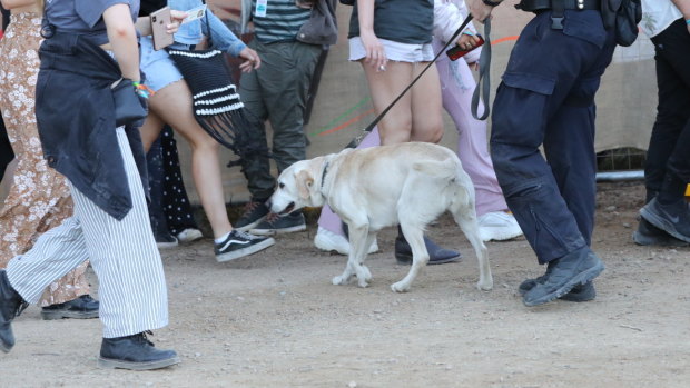 A police sniffer dog checks revellers at Splendour in the Grass near Byron Bay this year.