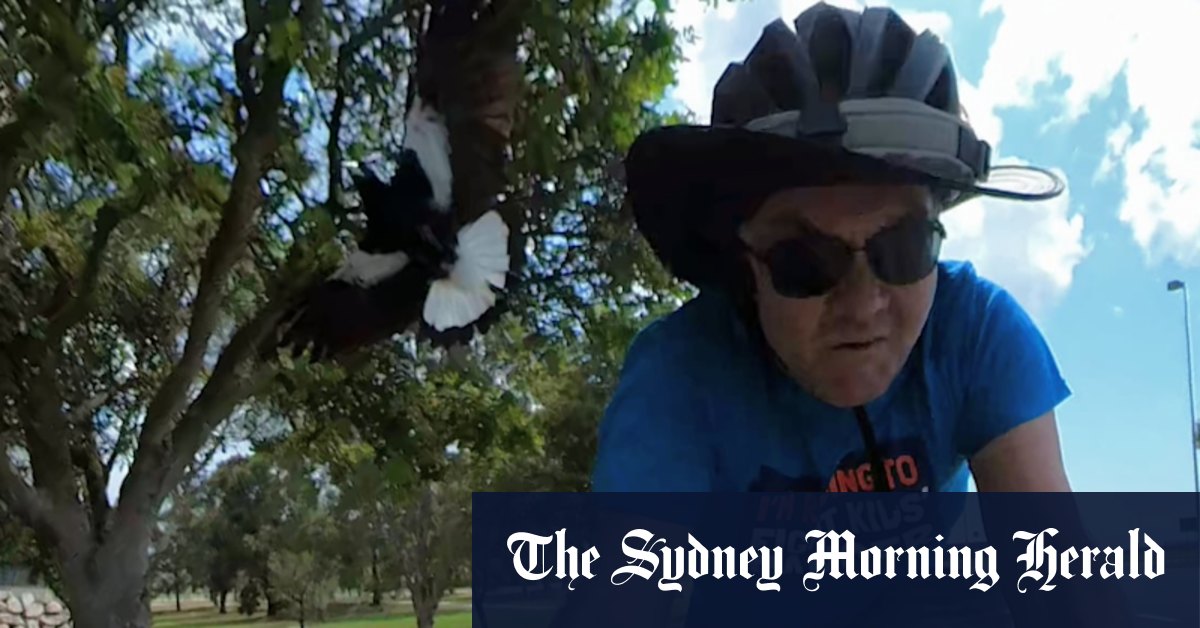 It’s swooping season. And on this path near the Brisbane Airport, the Guardian of Viola Place lurks