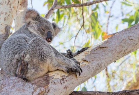 Queensland has released its five-year strategy to protect koalas across the state.