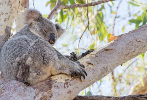 Queensland has released its five-year strategy to protect koalas across the state.