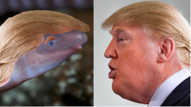 A British sustainable building materials company added a mop of Trump-like blond hair to an image of a newly discovered amphibian.
