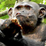 Chimpanzees seen cracking open tortoises for meat