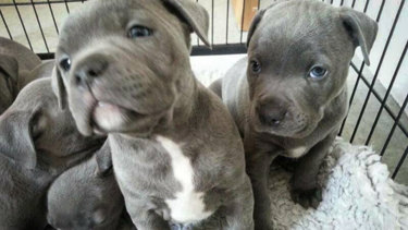 Dogs Never Existed Alleged National Puppy Scam Mastermind Charged