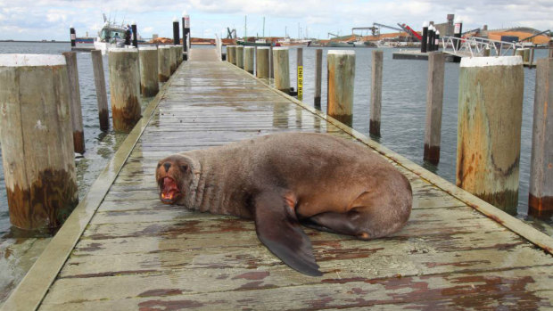 Having come to rely on a food supply from members of the public at Portland, Sammy became increasingly aggressive. Here he is seen at the harbour in May.
