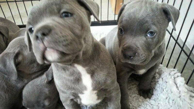 Photos of puppies allegedly used as part of the scam. 