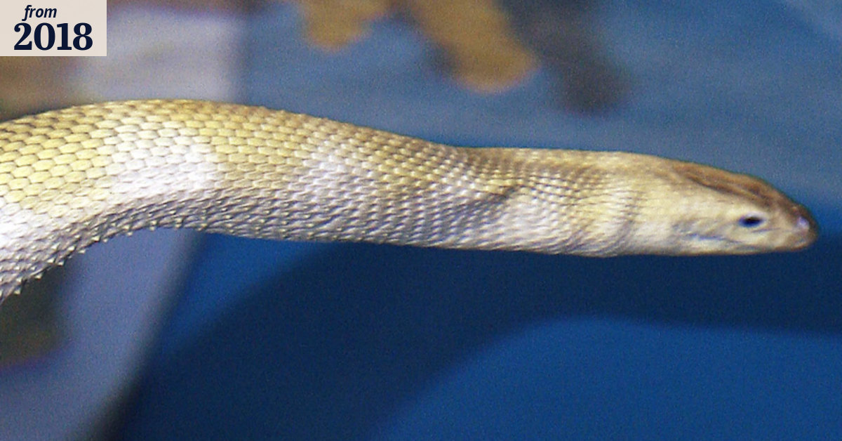 Sea snake bite kills British man in Northern Territory