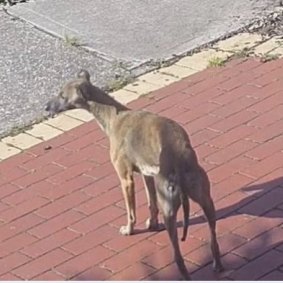 The whippet that was on the loose in Sydenham, captured on CCTV.