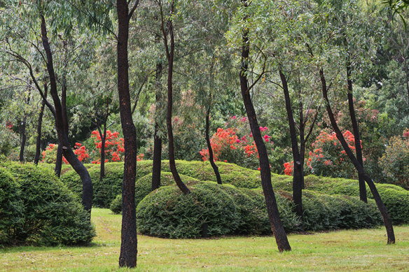 Black-trunked Eucalyptus sideroxylon rising out of mounds of privet.

