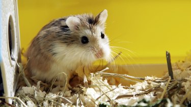 Hong Kong will kill about 2000 small animals, including hamsters, infected with coronavirus.