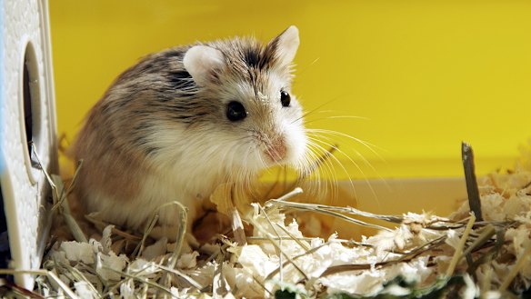 Hong Kong will kill about 2000 small animals, including hamsters, infected with coronavirus.