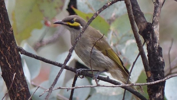 A Yellow-faced honeyeater.