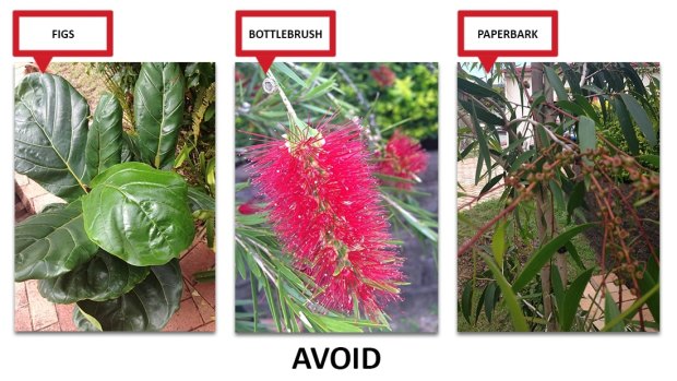The top three plants responsible for creeping into and blocking Brisbane's sewers.