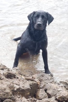 Georgia, the first tech detection canine for the Australian Federal Police, after a well-earned swim.