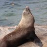 Seal found napping in Rushcutters Bay park