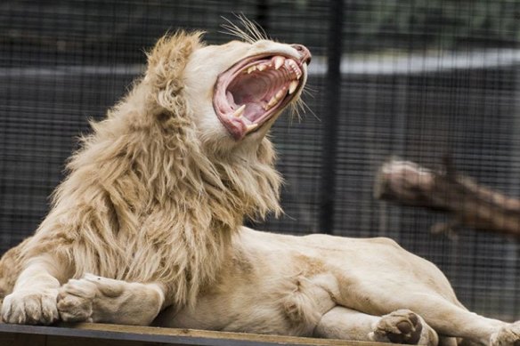 One of the lions at Shoalhaven Zoo, where a zookeeper has been attacked. 