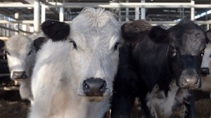 China’s beef imports have surged in recent years, along with rising incomes, but domestic production has also climbed as the government urged farmers to raise more cattle at home.