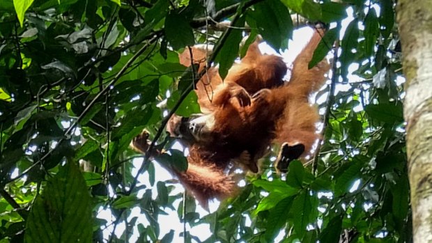 A mother orang-utan with her baby in Sumatra's Gunung Leuser National Park in 2014.