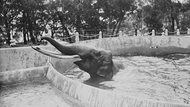 Dundri in the elephant house bath at Taronga Zoo in February 1917.