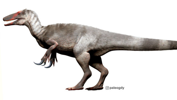 Daha ünlü kuzenleri tyrannosaurus'a benzeyen avcılar olan megaraptorlar, altı ila 10 metre uzunluğundaydı.