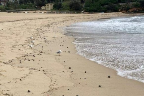 Coogee beach closed Tar balls suspected as black grime balls wash up on Sydney beach